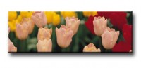 Фотопринт "Розовые тюльпаны" - Интернет-магазин мебели 72, Тюмень
