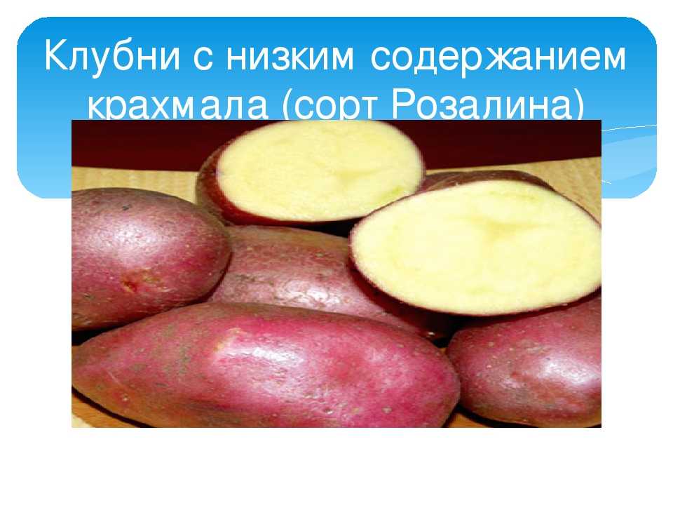 Накопление крахмала в клубне картофеля