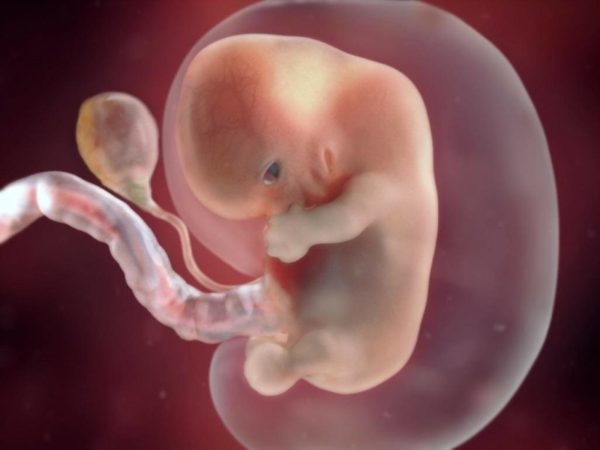 Эмбрион и краснуха