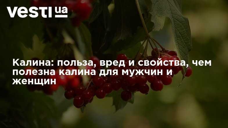 Калина польза и вред для здоровья. Калина польза и вред для организма человека. Польза Калина для мужчин. Вред калины.