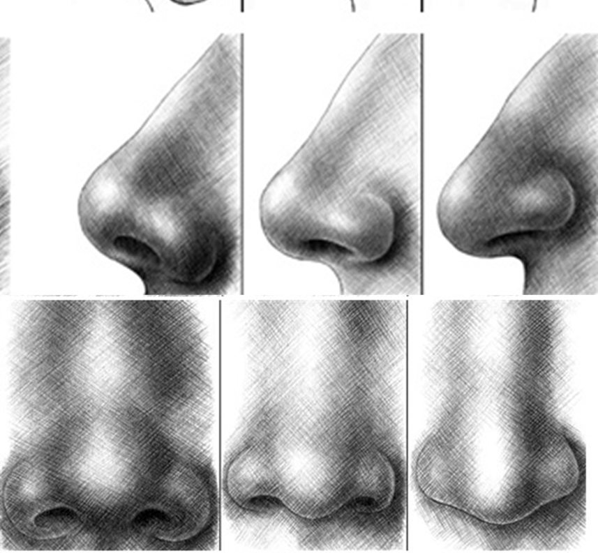 Виды носов. Формы носа. Различные формы носа. Разные типы Носов. Формы носа в профиль.