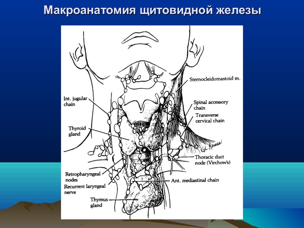 Где находятся щитовидные железы. Щитовидная железа анатомия. Щитовидная железа анатомия человека. Щитовидная железа расположение схема. Схема анатомии щитовидной железы.