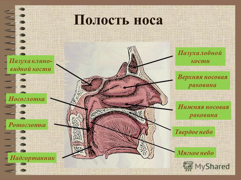 Полость носа рисунок