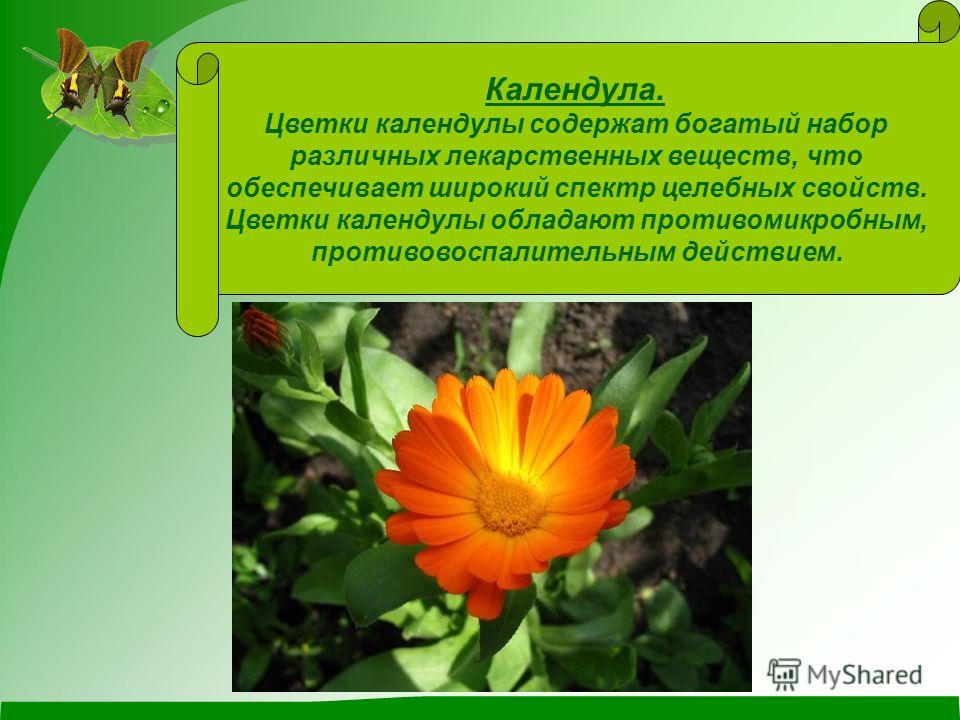 Свойства календулы. Календула окружающий мир. Календула презентация. Слайд календула. Календула описание для детей.