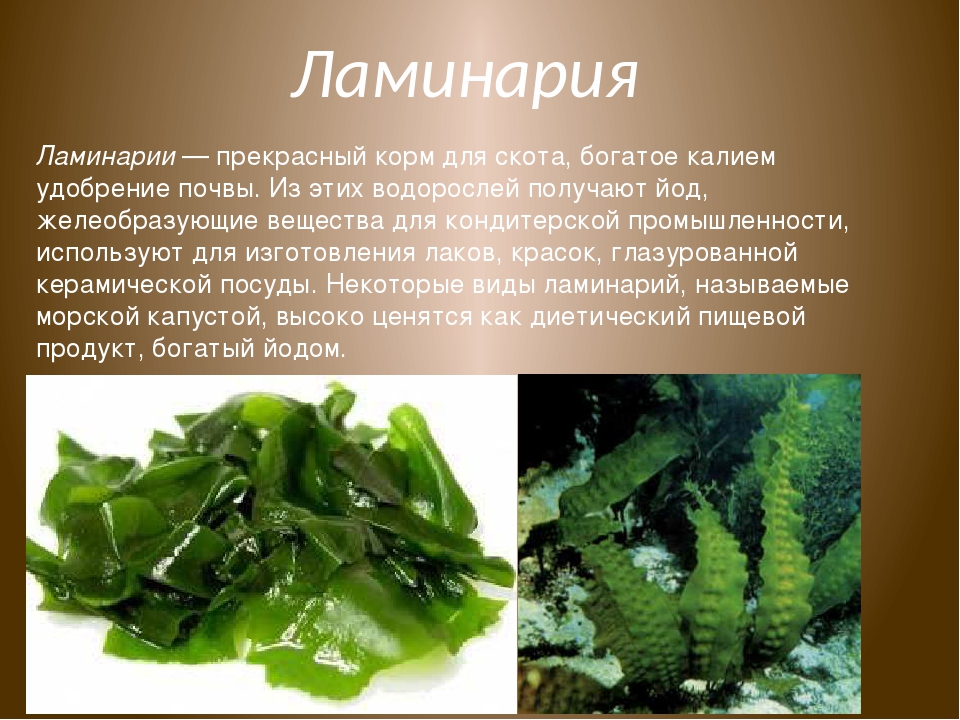 Виды ламинарии. Ламинария японская морская капуста. Морская капуста автотроф. Ламинария зеленая водоросль. Морская капуста – Laminaria.