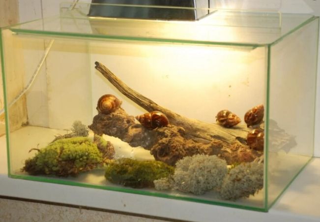 аквариум для улиток