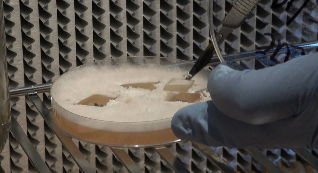 getting-a-wedge-of-mycelium-for-inoculating-grain