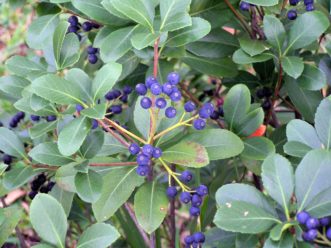 Indian hawthorn (Raphiolepis species) produces abundant purple-black fruit during the summer.