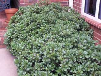 Indian hawthorn (Raphiolepis species) used as an evergreen foundation planting.