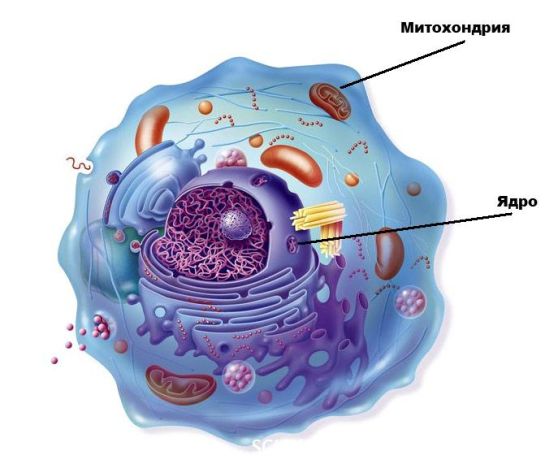митохондрии
