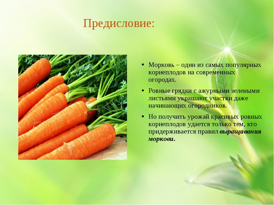 Класс растения морковь. Доклад о морковке. Морковь для презентации. Доклад про морковь. Морковка для презентации.