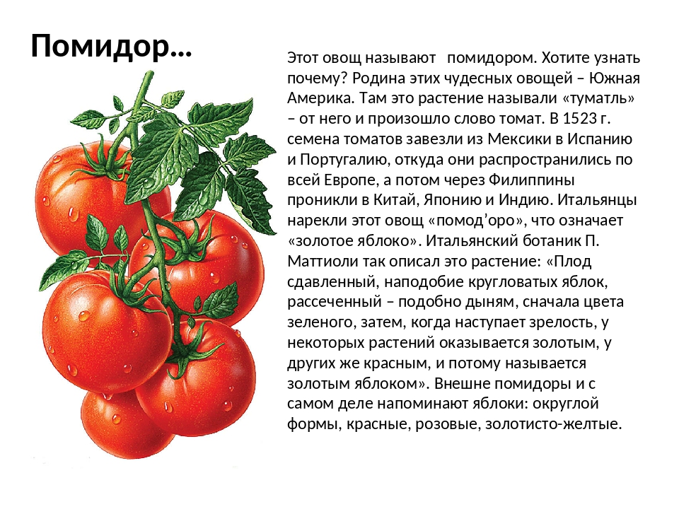 Почему томаты. Для чего полезны помидоры. Чем полезен помидор для организма человека. Интересные факты о помидорах. Почему назвали помидор.