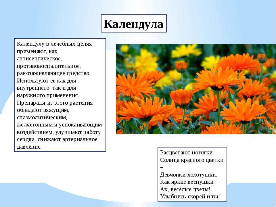 Свойства календулы. Стихи про календулу для детей. Календула Легенда о цветке для детей. Календула что используют какую часть. Календула вывод.