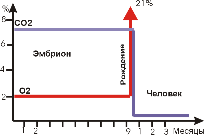 Дыхание по методу Бутейко