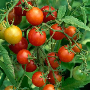 Какой витамин содержится в помидоре?