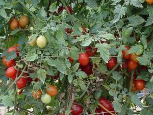 Какие витамины в помидорах и огурцах?