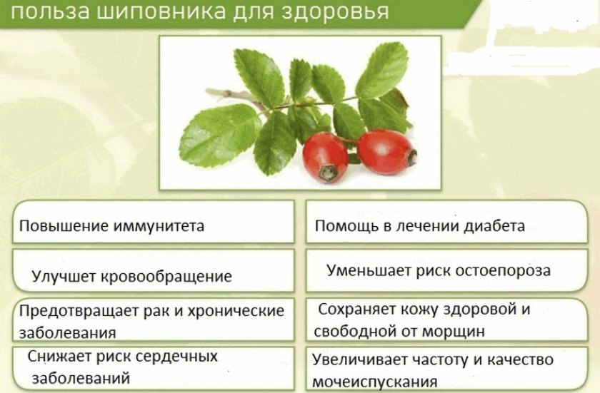 Полезные свойства шиповника