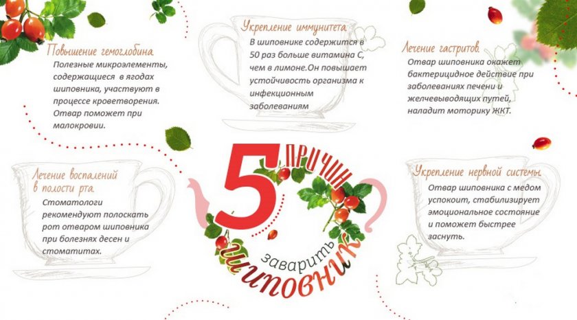Полезные свойства отвара шиповника