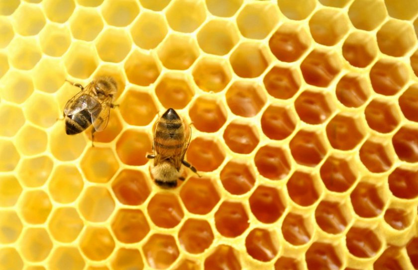 Пчела и мед