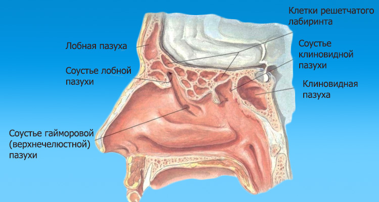 Пазухи носа