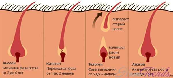 Что такое волосяная луковица