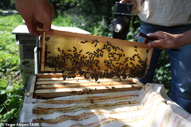 Honey harvested from bees has been used as a medicinal remedy for centuries. Pictured above are beekeepers inspecting a hive
