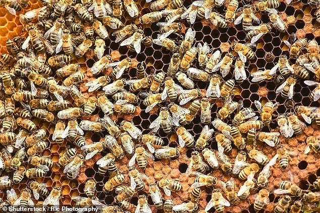 Bees create honey as a food source to last the colony through the long winter months