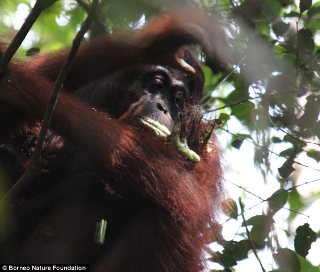 Orangutans may have knowledge of medicines unknown to humans, a study has found. The great apes have been filmed chewing plants into a lather (pictured) - which they then use as an ‘ointment’ on their aching limbs