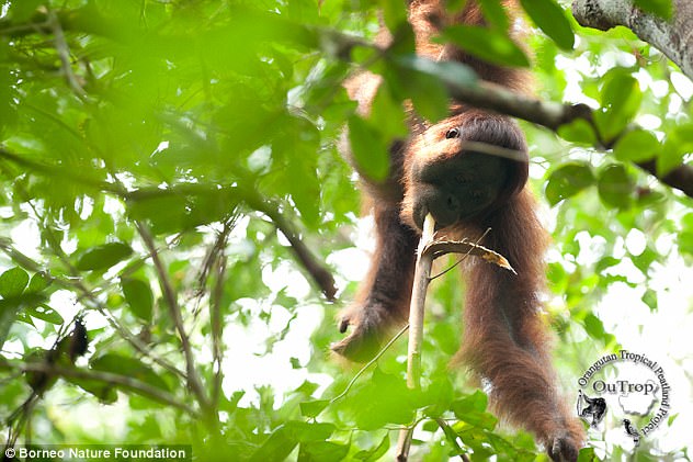 The apes were spotted using their own herbal medicine in the Sabangau Forest, in Central Kalimantan, Indonesian Borneo