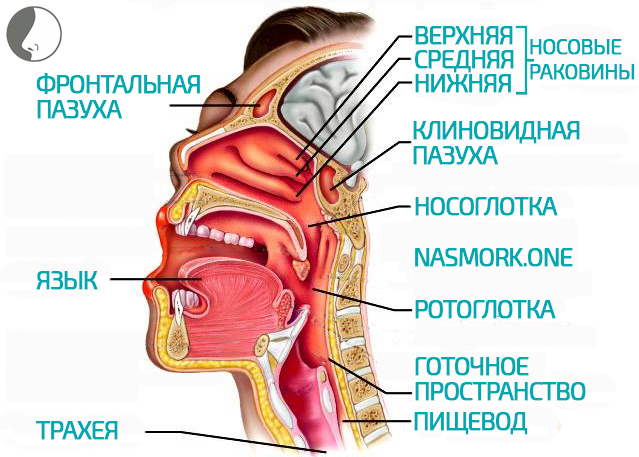 Устройство носа