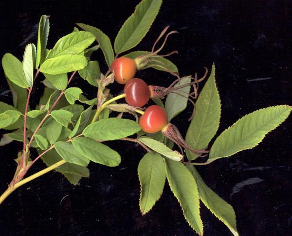 Шиповник даурский (Rosa davurica), плоды