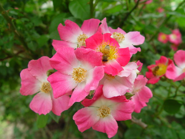 Некоторые шиповники отличаются обильным продолжительным цветением. Rosa multiflora