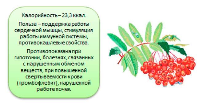 Противопоказания ягод калины. Калина полезные и вредные. Польза калины. Полезные и лечебные свойства калины. Свойство калины и противопоказания.