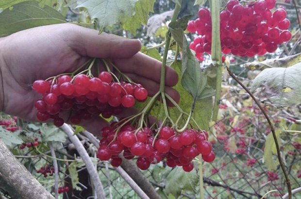 Ягоды калины