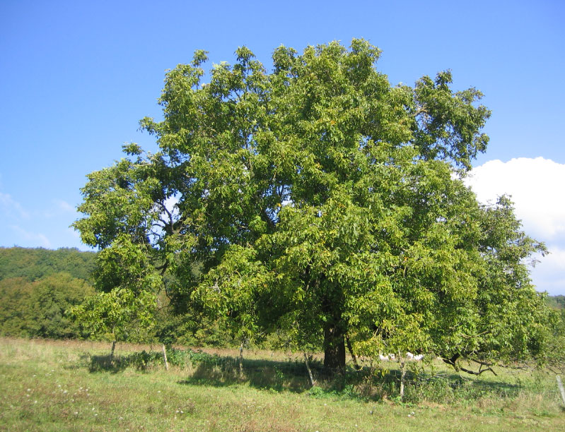 Фото дерево грецкий орех