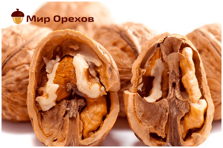 орех грецкий