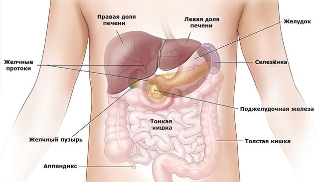 Тонкая кишка