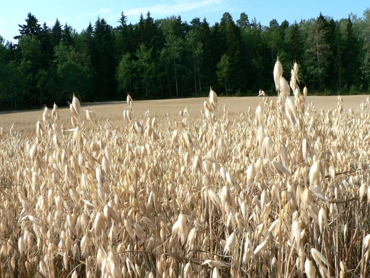 Как цветет овес на полях фото