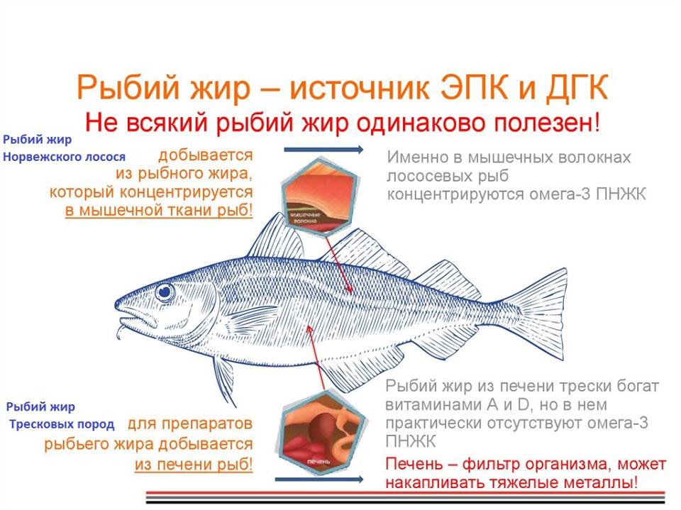 Рыбий жир и омега в чем разница