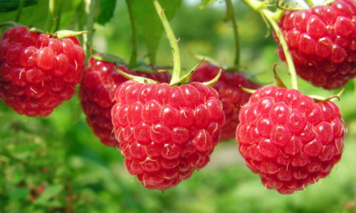 Самая богатая клетчаткой ягода – малина, в 100 г содержится 6 г грубых волокон