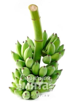 Зеленые спелые бананы, фото