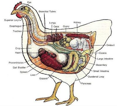  It helps to understand a little bit about the journey food takes through a chicken