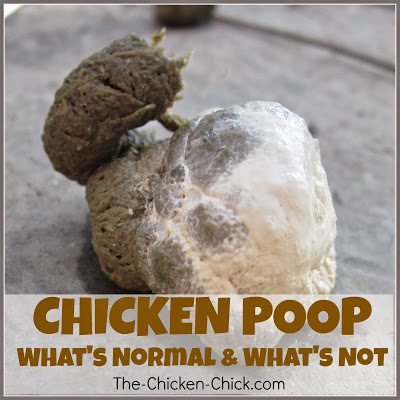  Chicken poop: what