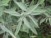 Salvia officinalis p1150381.jpg