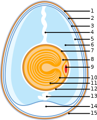 Anatomy of an egg.svg