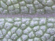 Salvia officinalis close up.jpg