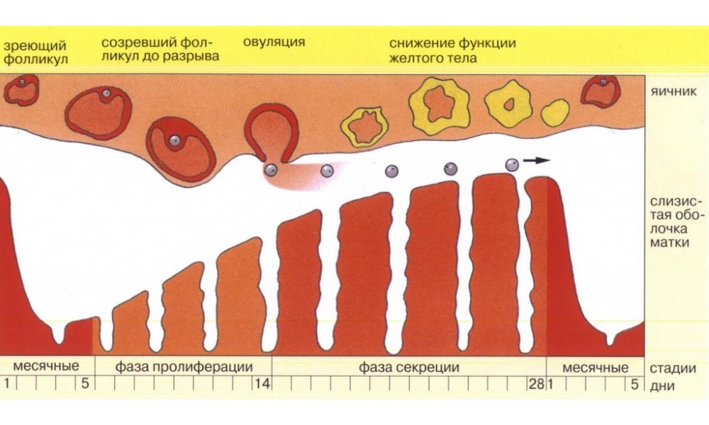 Высчитываем овуляцию для повышения шансов зачатия