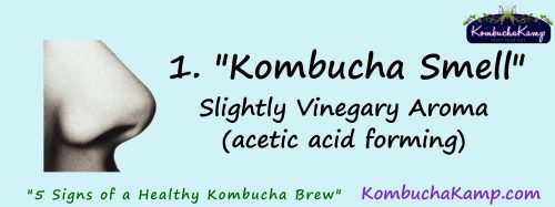 smell is one way to determine a healthy SCOBY or Kombucha brew