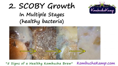 healthy SCOBY growth is demonstrated