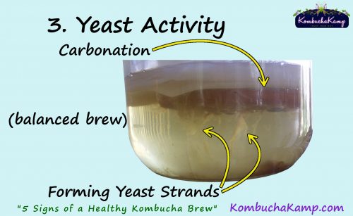 Below a healthy SCOBY will appear tendrils of Kombucha yeast
